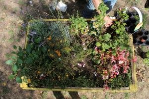 Lire la suite à propos de l’article Jardinières au Petit Nanterre, la suite